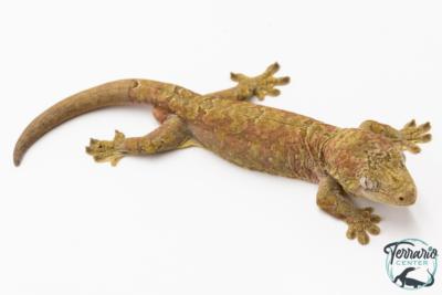 Mniarogekko chahoua - Gecko mousse - Grande Terre - NC 2025 - Mâle 01
