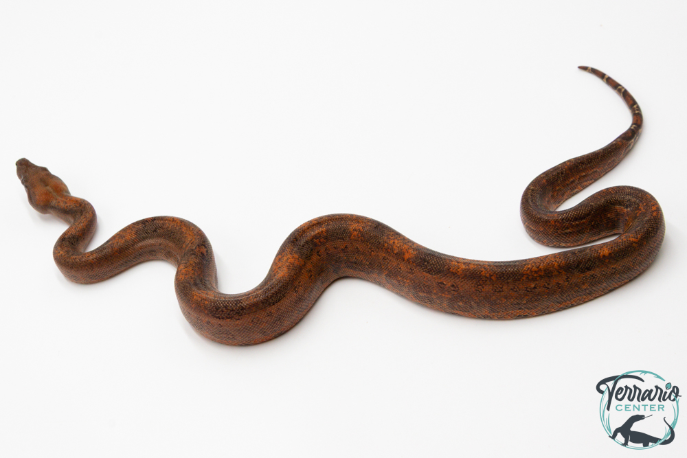 Boa constricteur - Boa imperator Leopard Mandarine Belly 