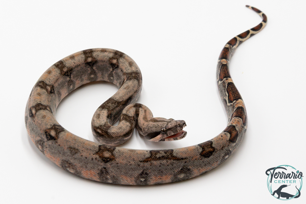 Boa constricteur - Boa imperator Mandarine Belly Amber