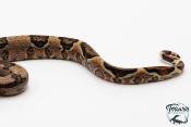 Boa constricteur - Boa imperator Jungle Het Blood Kahl