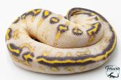 Python royal - Python regius Highway Pastel