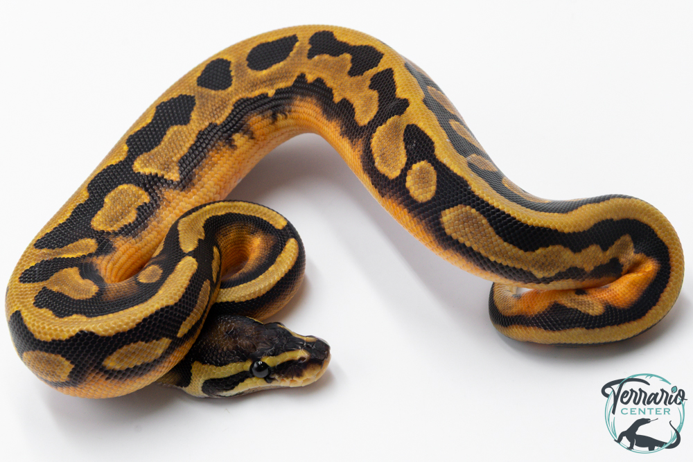 Python Royal - Python regius Piebald Low White