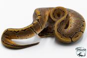 Python royal - Python regius Pinstripe