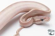 Python royal - Python regius Super Phantom LemonBlast