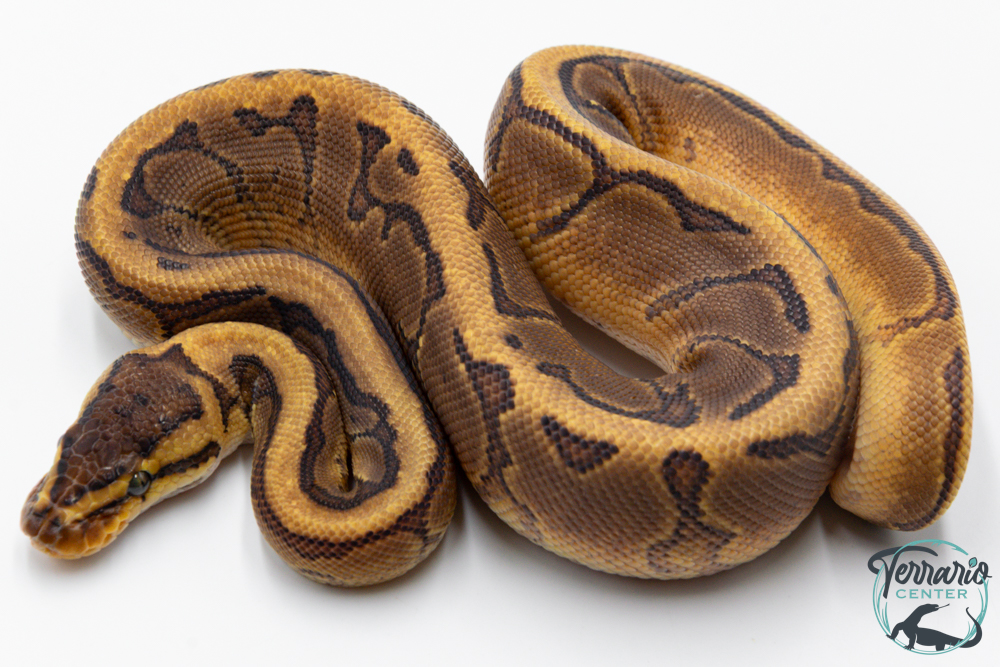 Python royal - Python regius Pinstripe Yellow Belly