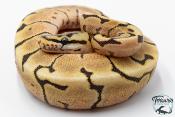 Python royal - Python Regius Spider Fire