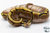 Python royal - Python Regius Spider Sugar