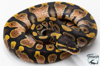 Python royal - Python regius Sugar