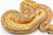 Python royal - Python regius Clown Fire Hypo
