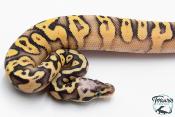 Python royal - Python regius Super Pastel Yellow Belly