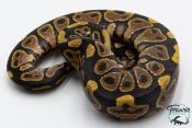 Python royal - Python regius Yellow Belly
