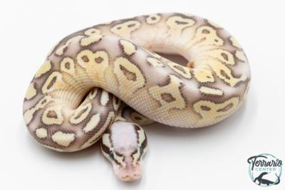 Python royal - Python regius Super Pastel Fire ( SuperFLy ) Lesser