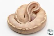 Python royal - Python regius Banana Mojave GHI Pastel