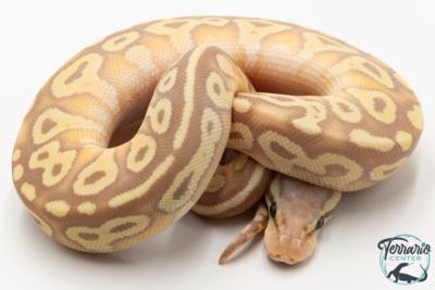 Python royal - Python regius Banana Pastave