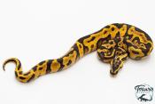 Python royal - Python regius Enchi Leopard Pastel Yellow Belly