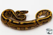 Python royal - Python regius Leopard YellowBelly