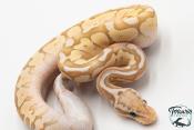 Python royal - Python regius Banana Butter Pastel