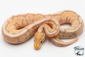 Python royal - Python regius Banana Cinnamon Spider