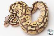 Python royal - Python regius Butter Pastel Vanilla