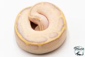 Python royal - Python regius Ivory Leopard