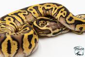 Python royal - Python regius Leopard Pastel Spotnose