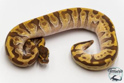 Python royal - Python regius Super Enchi Mojave