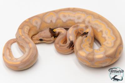 Python royal - Python regius Banana Cinnamon Paradoxe