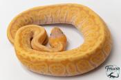 Python royal - Python regius Banana Phantom Pinstripe