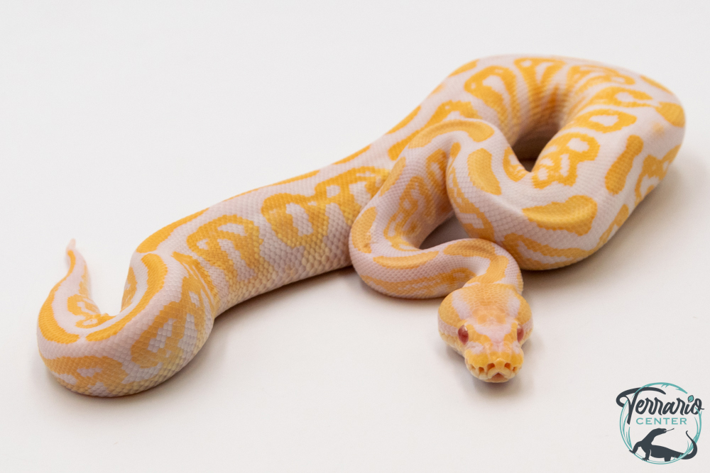 Python royal - Python regius Albinos Black Pastel