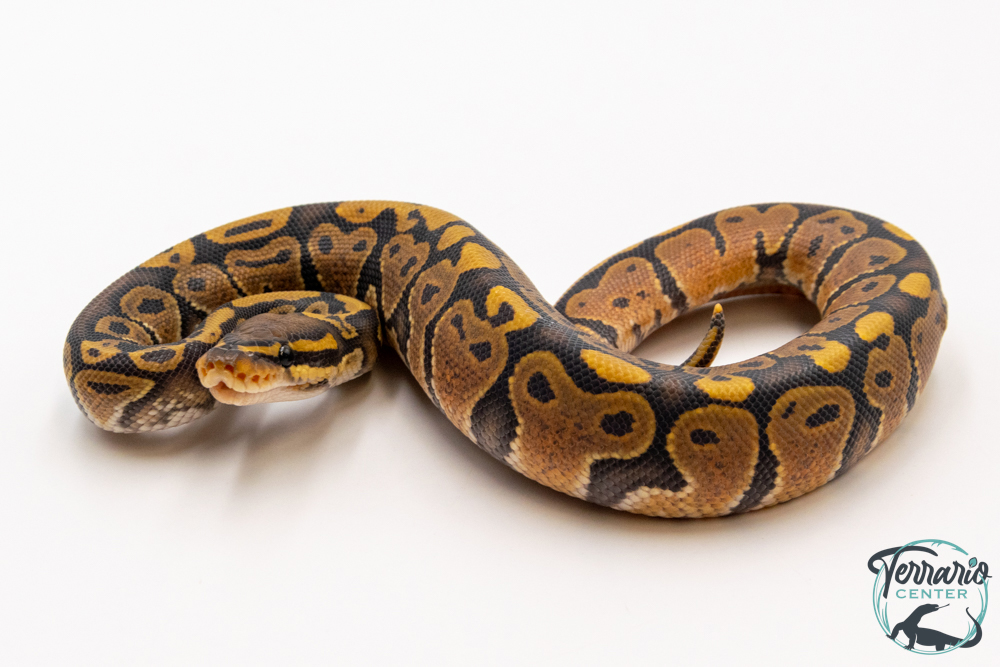 Python royal - Python regius Hypo