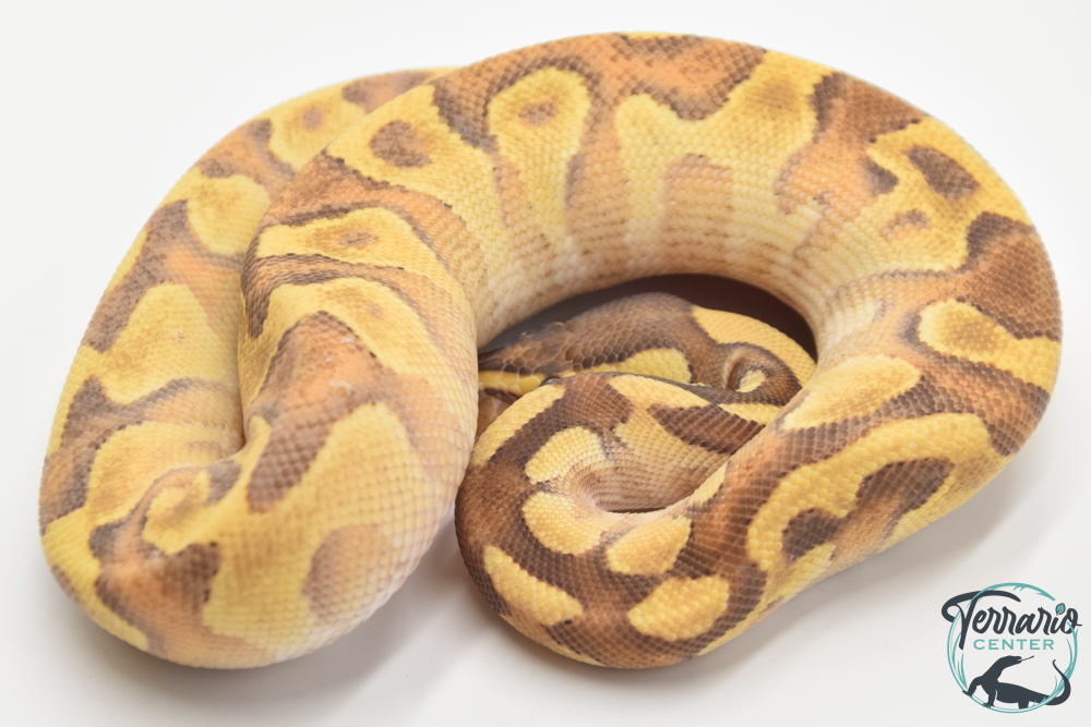 Python royal - Python regius Super Enchi Mojave Yellow Belly