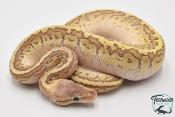 Python royal - Python regius Butter Pinstripe Special