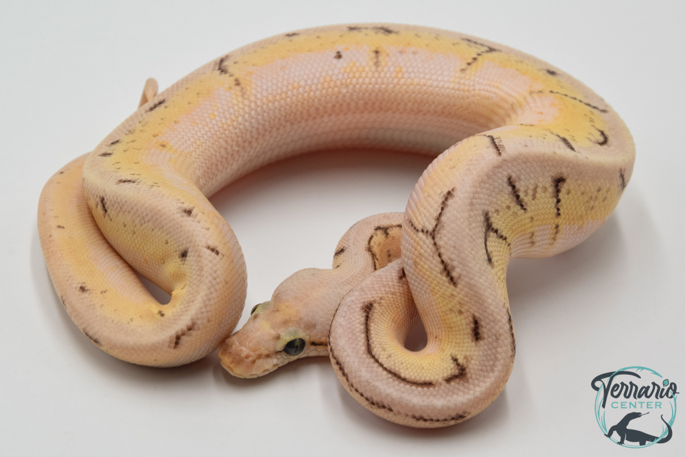 Python royal - Python regius Spinner Blast Enchi (Poss YB)