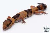 Hemitheconyx caudicinctus - Gecko à queue grasse - Femelle &#9792; A4