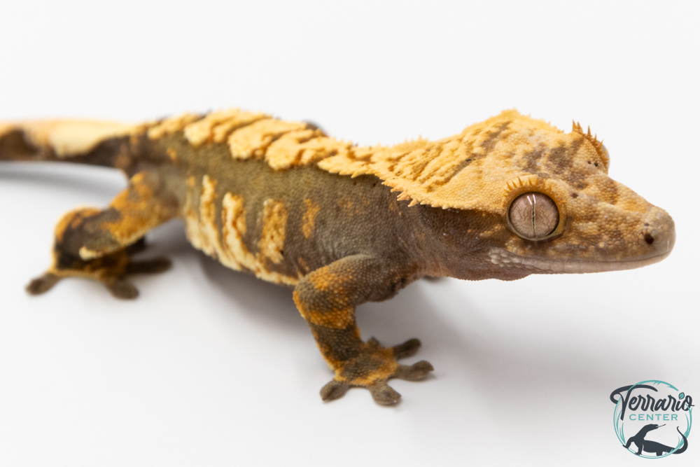 Correlophus ciliatus - Gecko à crête - NC 2025 -  42