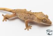 Correlophus ciliatus - Gecko à crête - NC 2025 -  46A