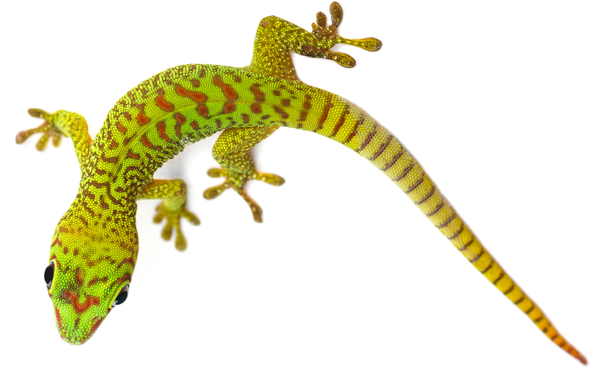 Phelsuma grandis - Gecko géant de Madagascar - Extreme High Red
