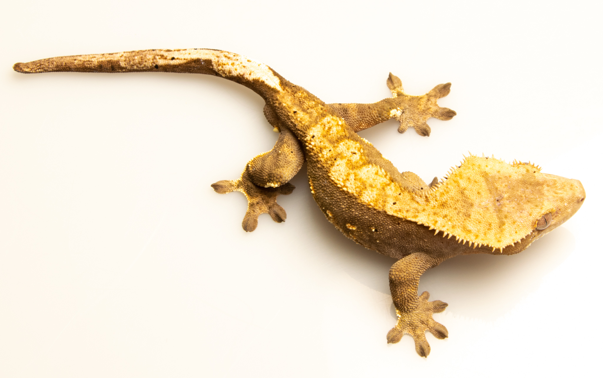 Correlophus ciliatus - Gecko à crête - NC2020 - Mâle - 250229300004841