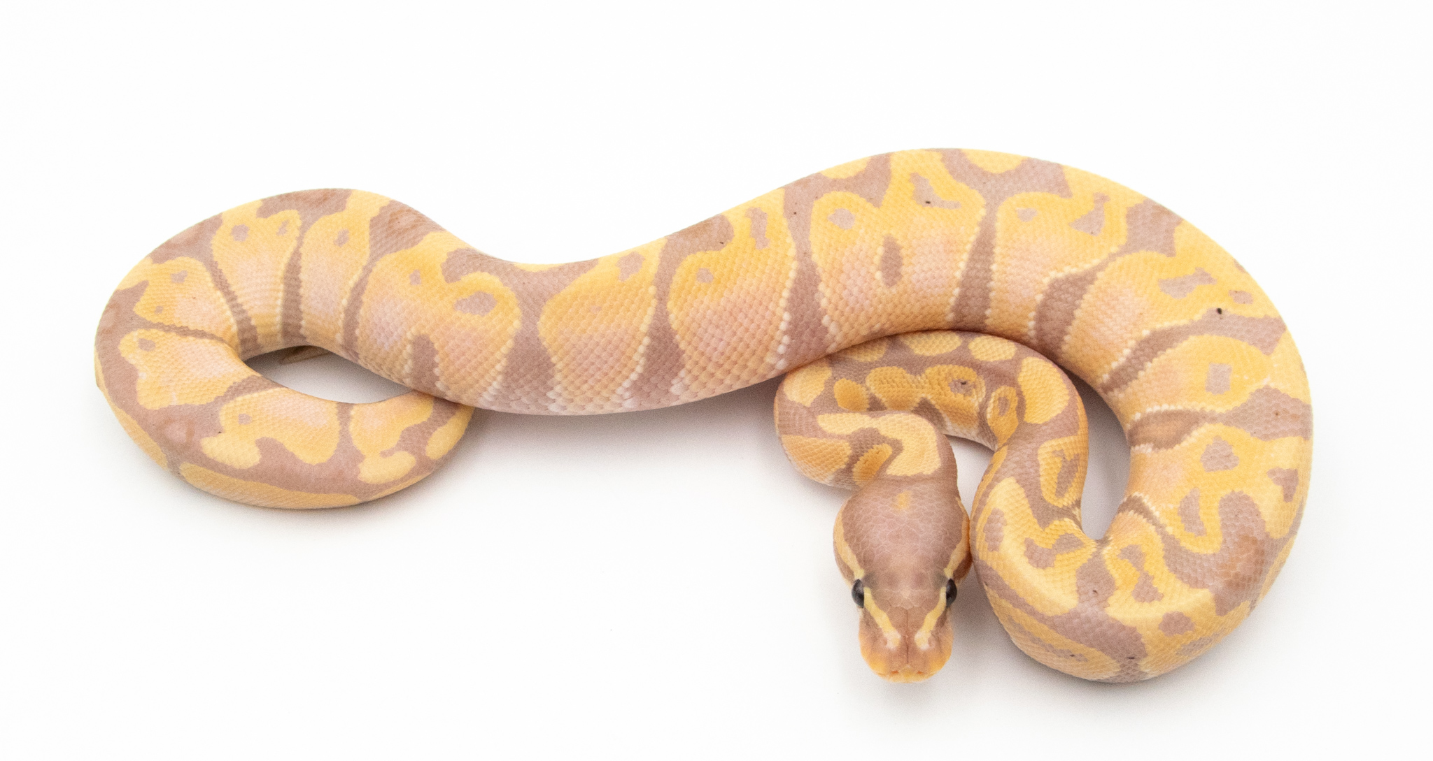 Python royal - Python regius Banana