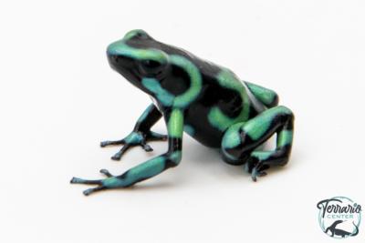 Dendrobates auratus - Dendrobate doré Green