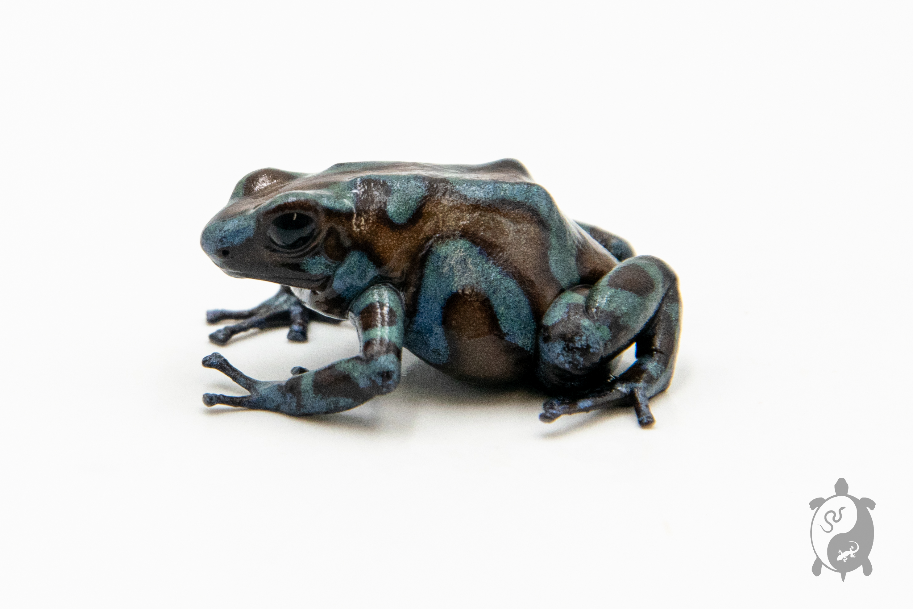 Dendrobates auratus - Dendrobate doré Highland Bronze