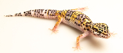 Gecko Léopard - Eublepharis Macularius - F2 - non sexé