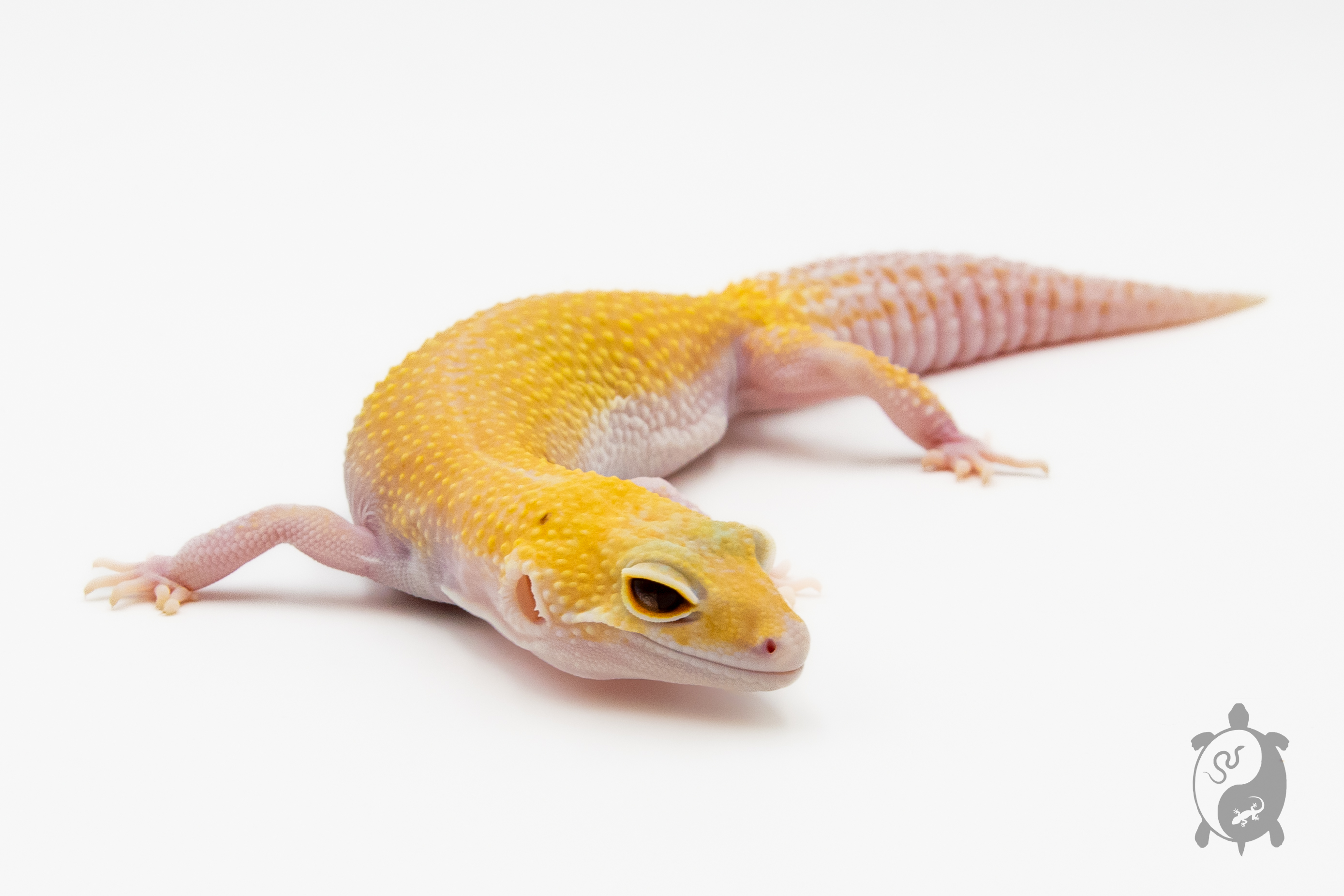 EM20 - Gecko Léopard - Eublepharis Macularius Tangerine Tremper - NC - &#9792;