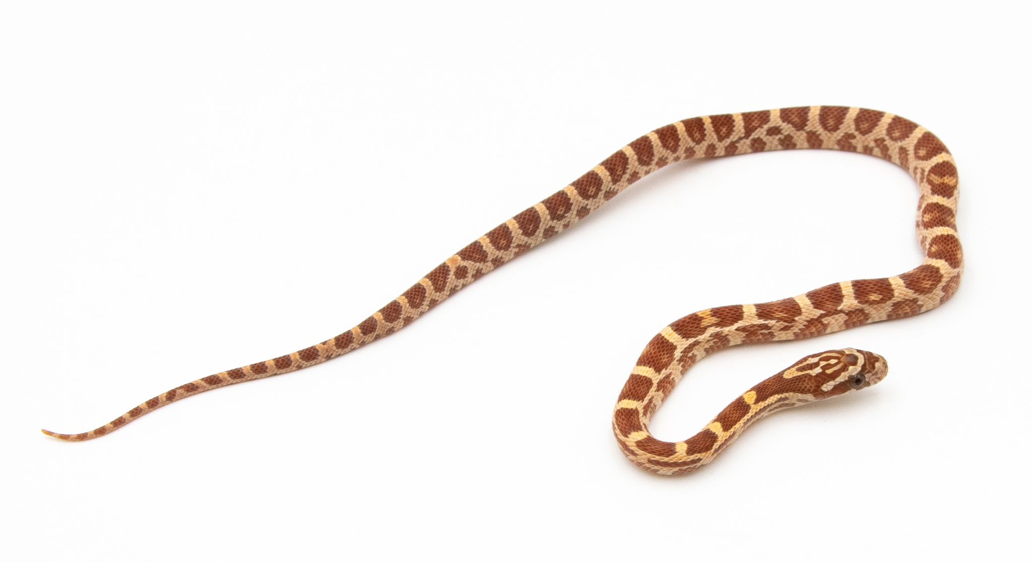 Serpent des blés - Pantherophis guttatus  Ultramel het Scaleless
