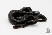 Boaedon fuliginosus Black Sub adultes - Serpent des maisons africain
