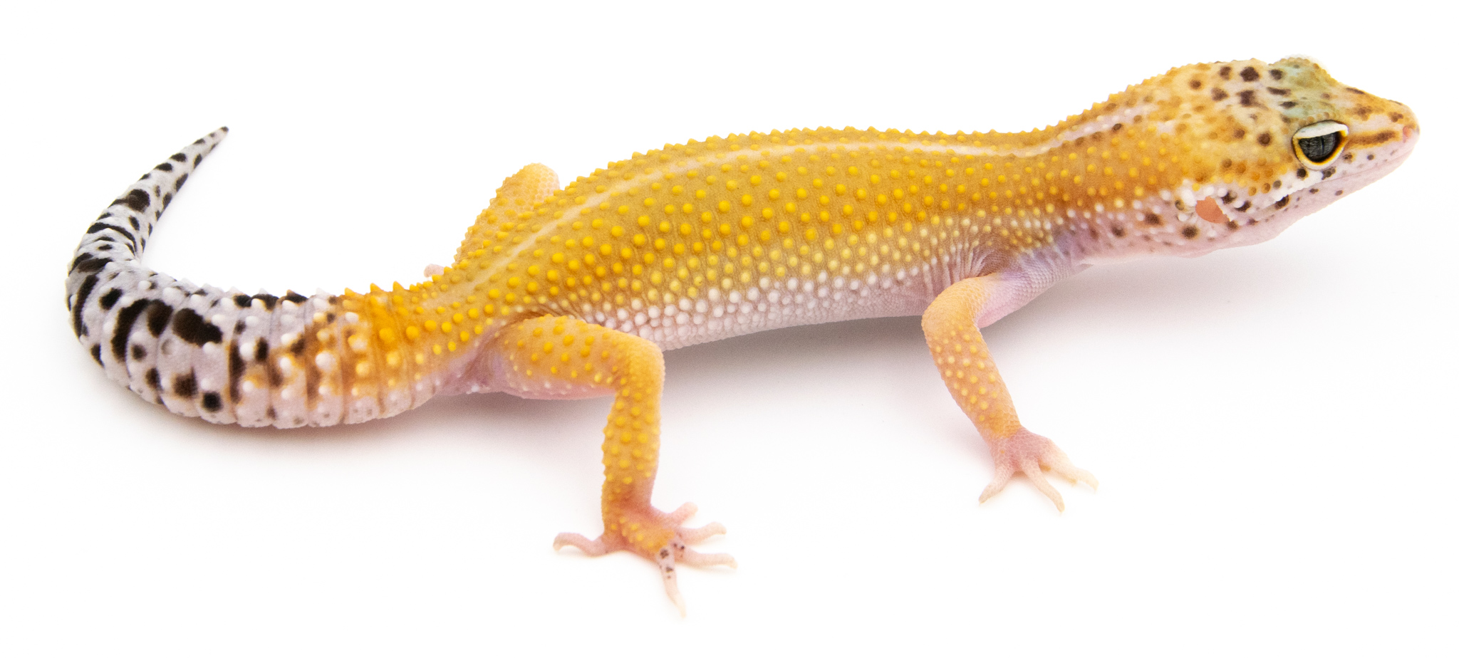 EJ116 - Gecko Léopard - Eublepharis Macularius Super Hypo Tangerine het Bell - non sexé  - NC 2021