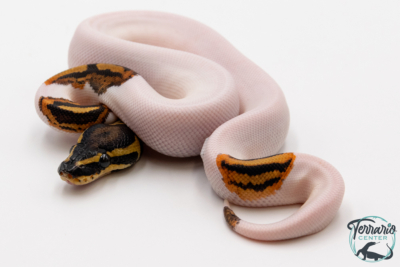 Python royal - Python regius Piebald Yellow Belly