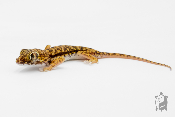 Stenodactylus Petrii - Gecko de dune