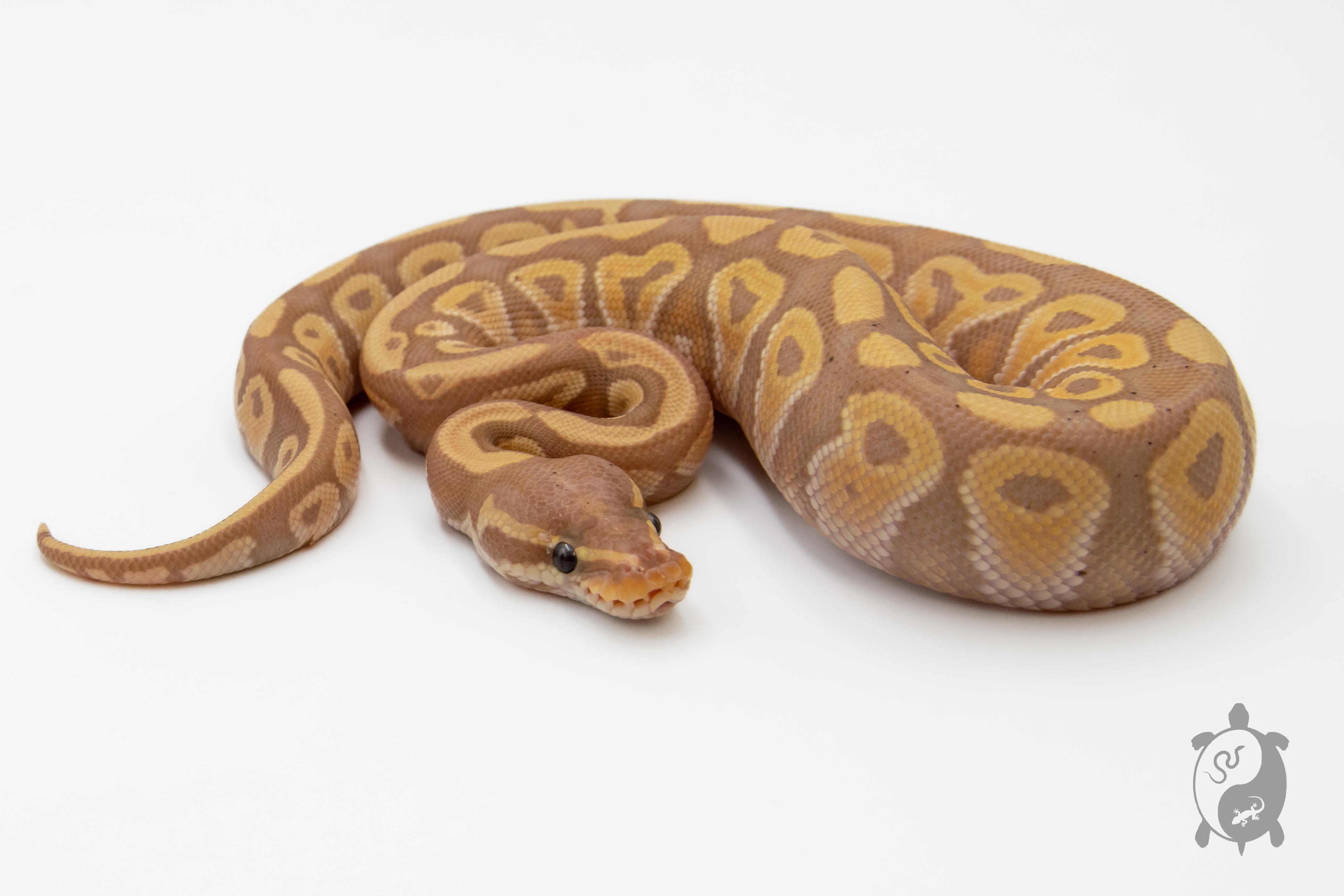 Python royal - Python regius Banana Phantom