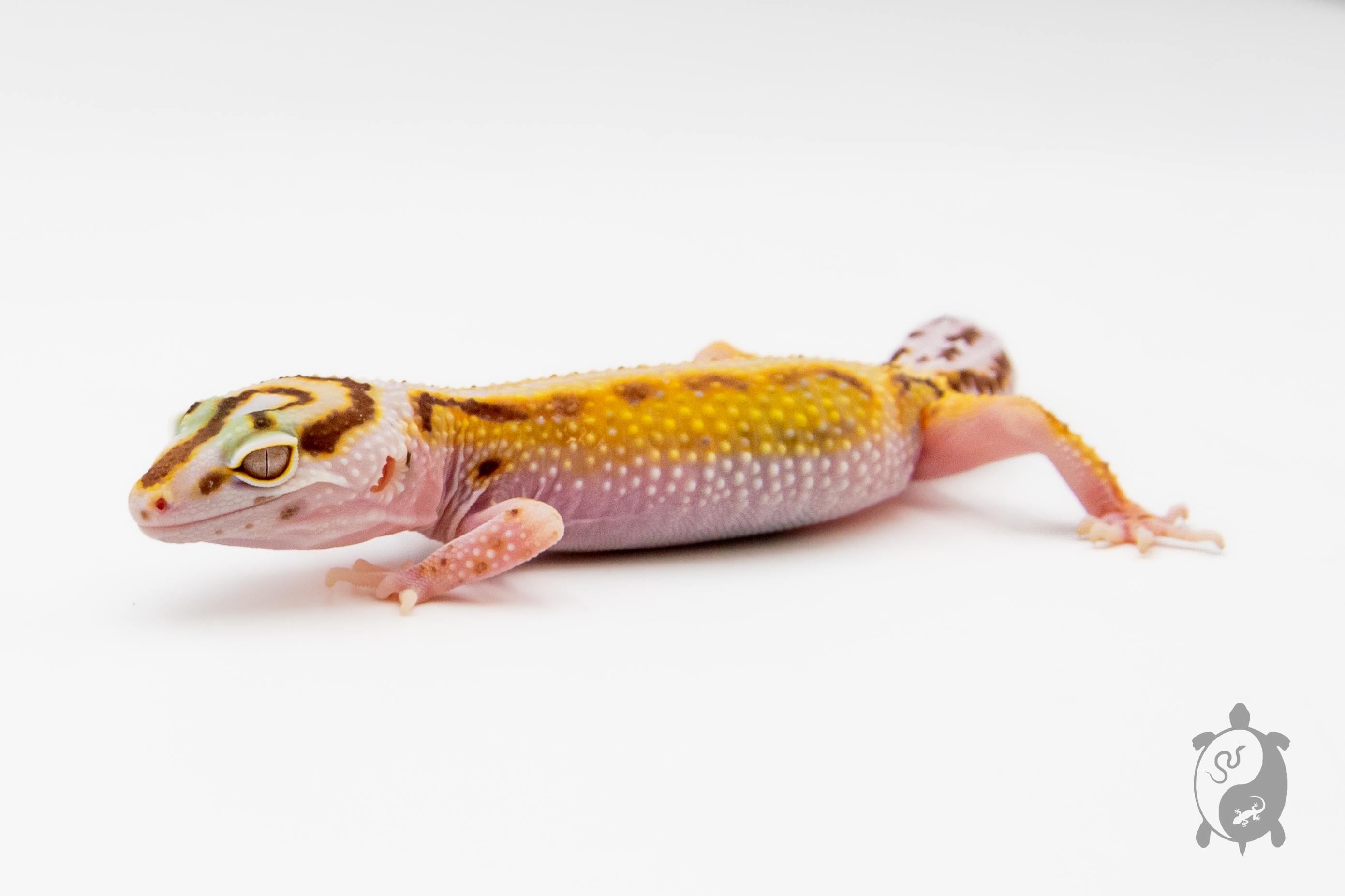 EM36 - Gecko Léopard - Eublepharis Macularius Stripe Bell - NC - 